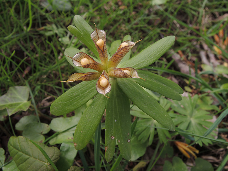 Eranthis hyemalis