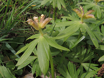 Eranthis hyemalis