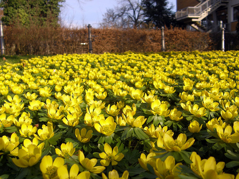 Eranthis hyemalis