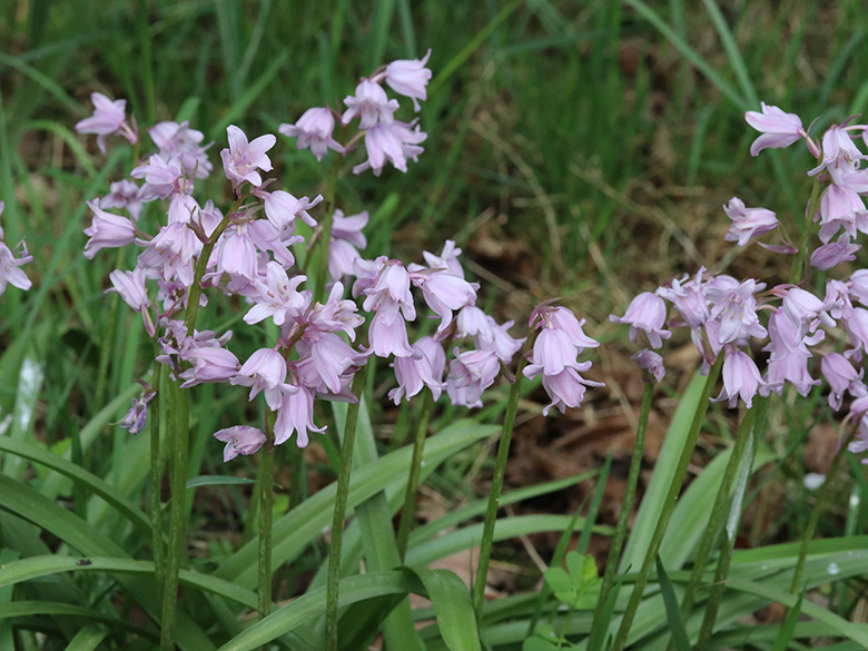 Hyacinthoides massartiana