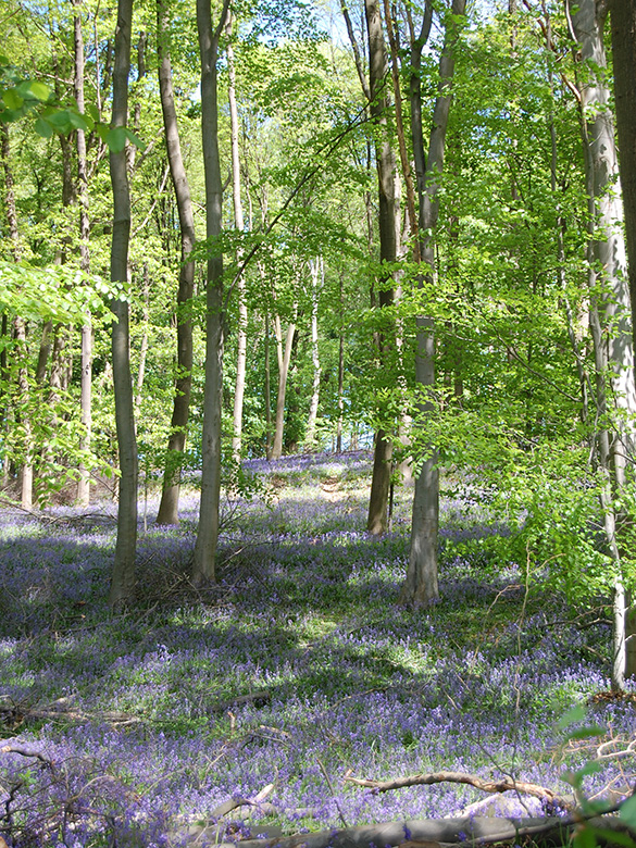 Hyacinthoides non-scripta