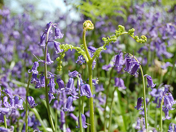 Hyacinthoides non-scripta