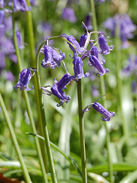 Hyacinthoides non-scripta