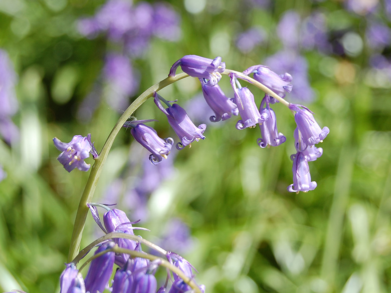 Hyacinthoides non-scripta