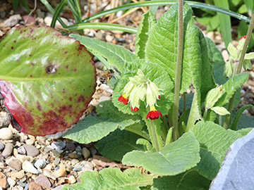 Primula veris Rote Töne