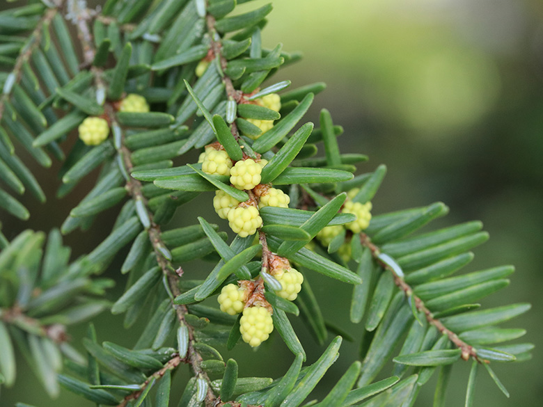 Tsuga candensis