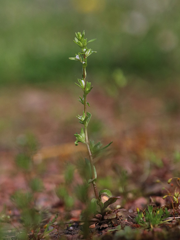 Veronica peregrina