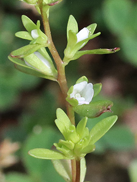 Veronica peregrina
