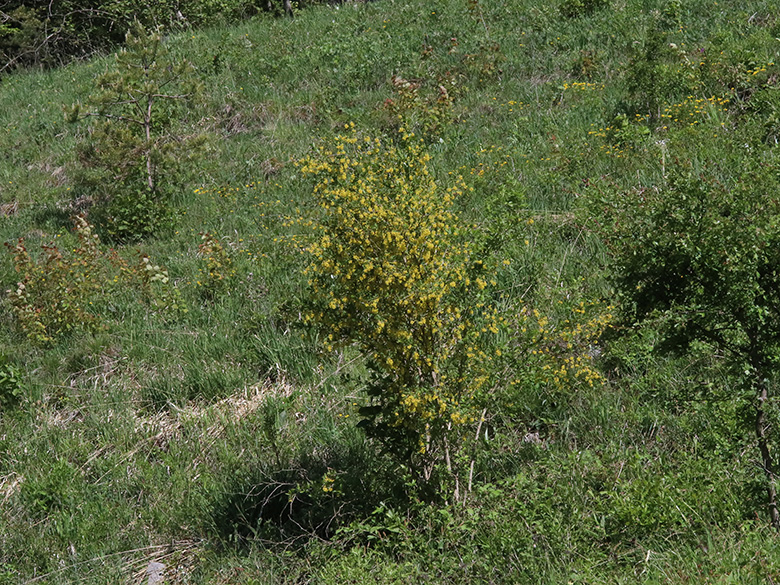 Berberis vulgaris