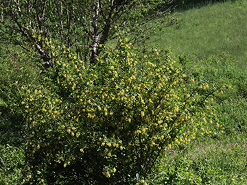 Berberis vulgaris