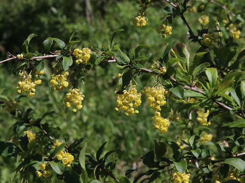 Berberis vulgaris