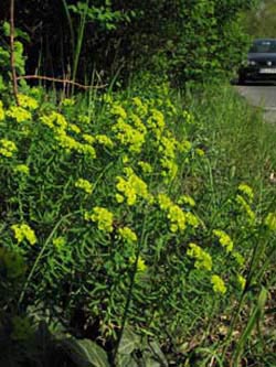 Euphorbia cyparissias