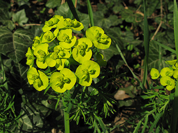 Euphorbia cyparissias