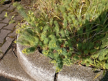 Euphorbia cyparissias