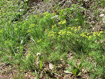 Euphorbia cyparissias