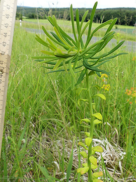 Euphorbia cyparissias