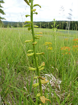 Euphorbia cyparissias