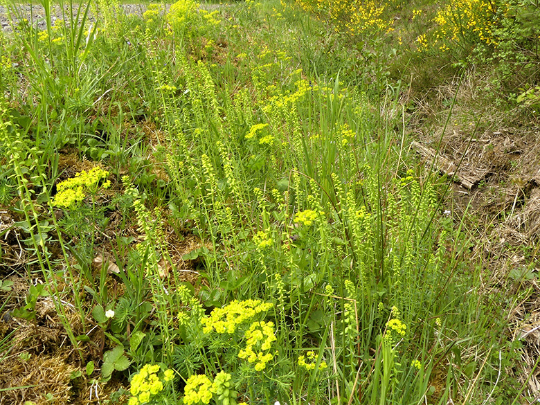 Euphorbia cyparissias