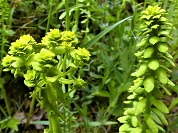 Euphorbia cyparissias