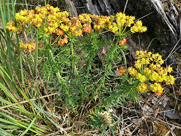 Euphorbia cyparissias