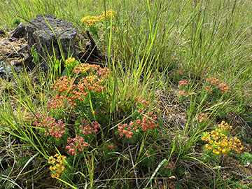 Euphorbia cyparissias