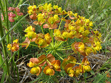 Euphorbia cyparissias