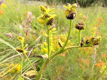 Euphorbia cyparissias