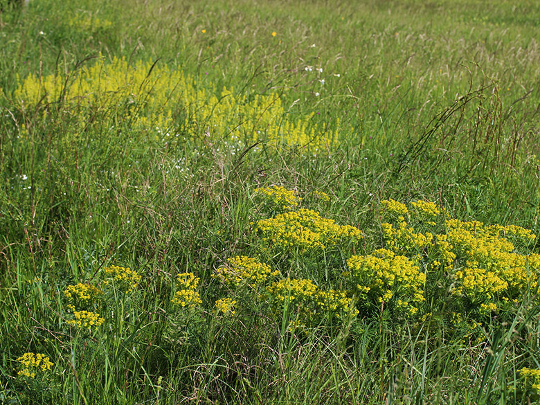 Euphorbia cyparissias