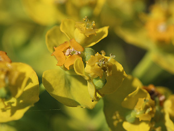 Euphorbia cyparissias