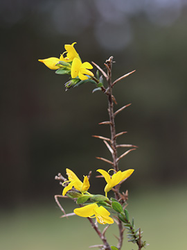 Genista anglica