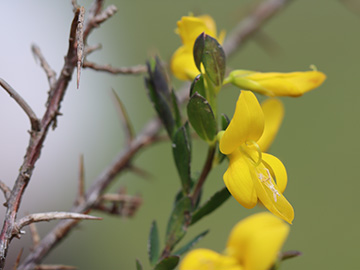 Genista anglica