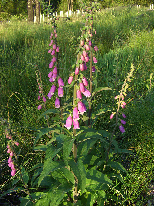 Digitalis purpurea