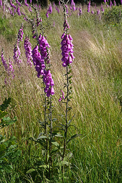 Digitalis purpurea
