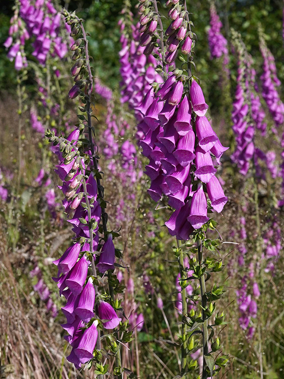 Digitalis purpurea