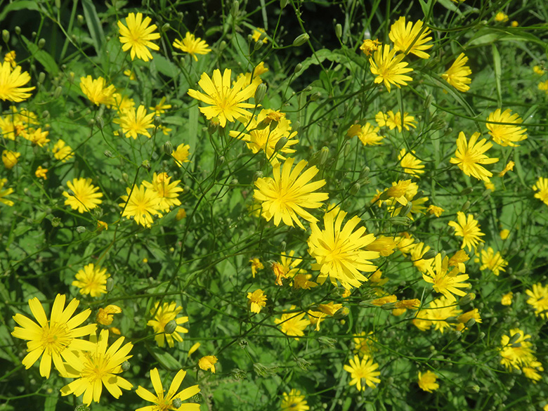 Lapsana communis intermedia