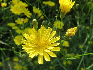 Lapsana communis intermedia