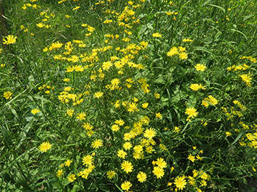Lapsana communis intermedia
