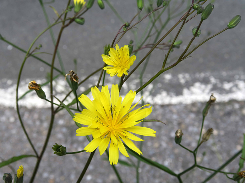 Lapsana communis intermedia
