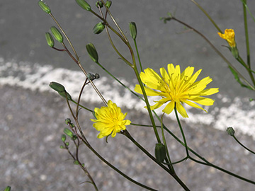 Lapsana communis intermedia