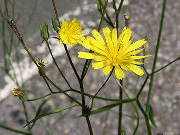 Lapsana communis intermedia