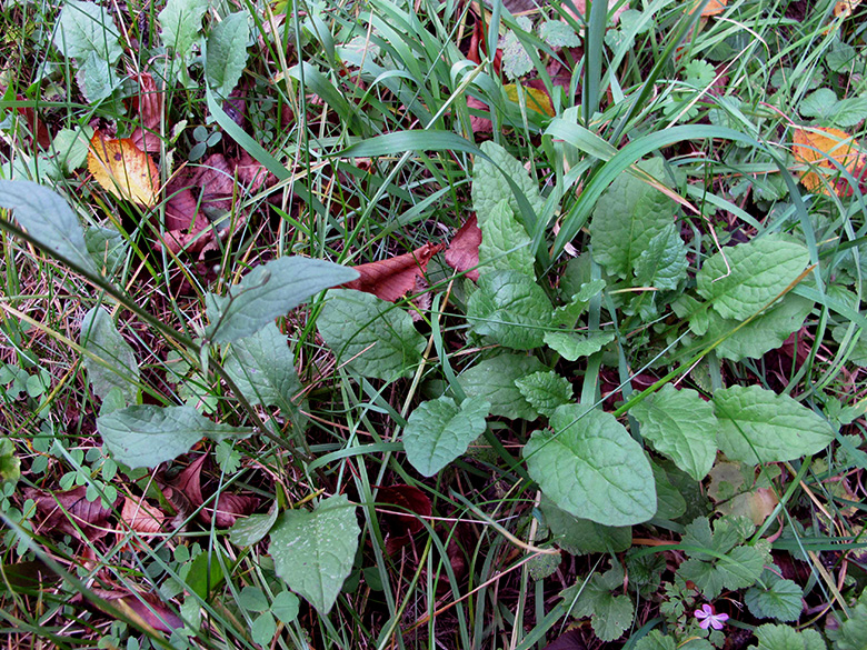 Lapsana communis intermedia