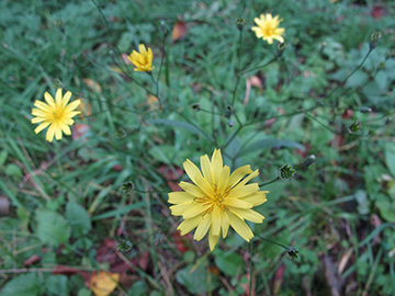 Lapsana communis intermedia