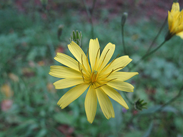 Lapsana communis intermedia