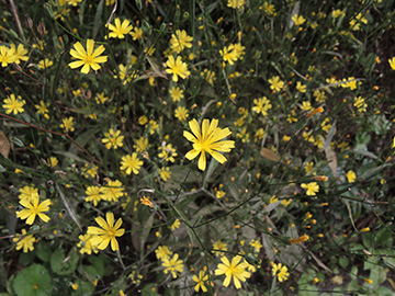 Lapsana communis intermedia