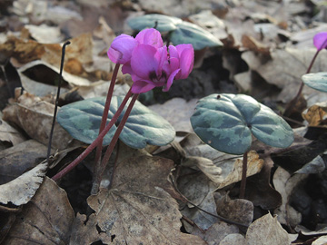 Cyclamen coum