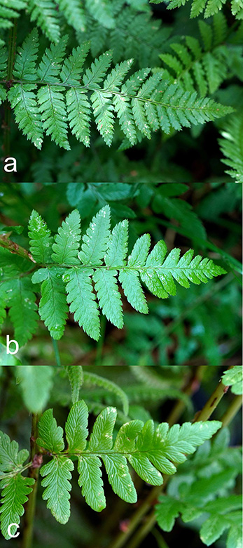 Dryopteris carthusiana uliginosa cristata