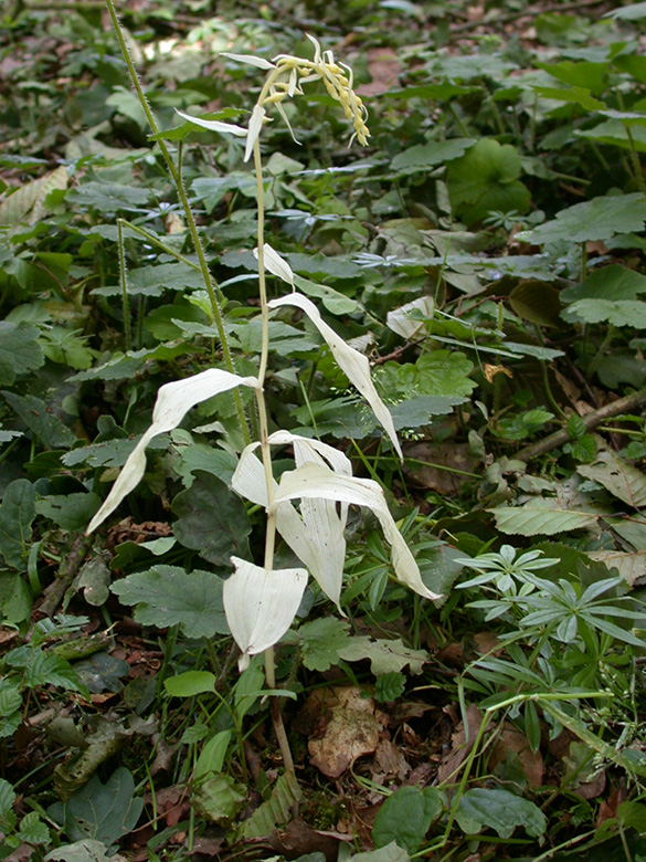 Epipactis helleborine