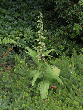 Epipactis helleborine