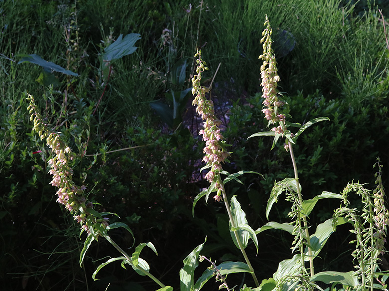 Epipactis helleborine