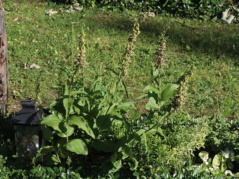 Epipactis helleborine